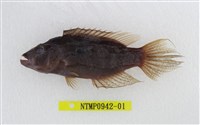 藏品(雙斑唇魚)的圖片